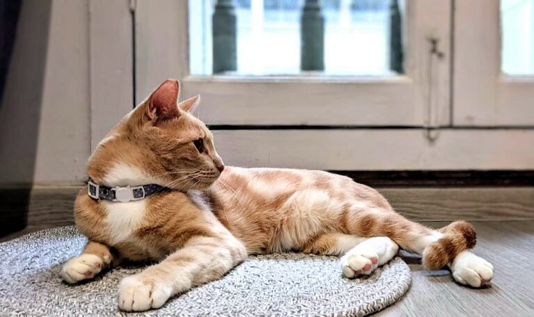 Microchipped orange cat lounging near window. It is facing backward and its microchipped ear is facing the camera.