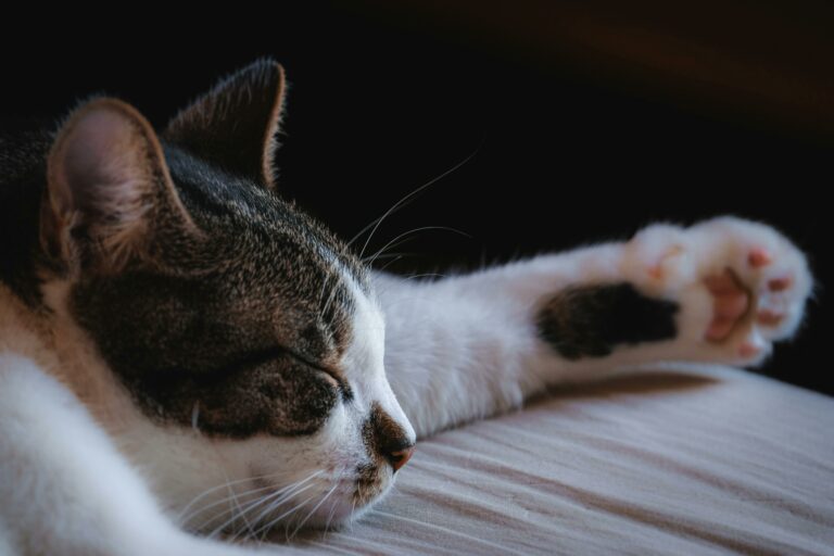 Closeup of a cute cat relaxing with arm outstretched on a bed.