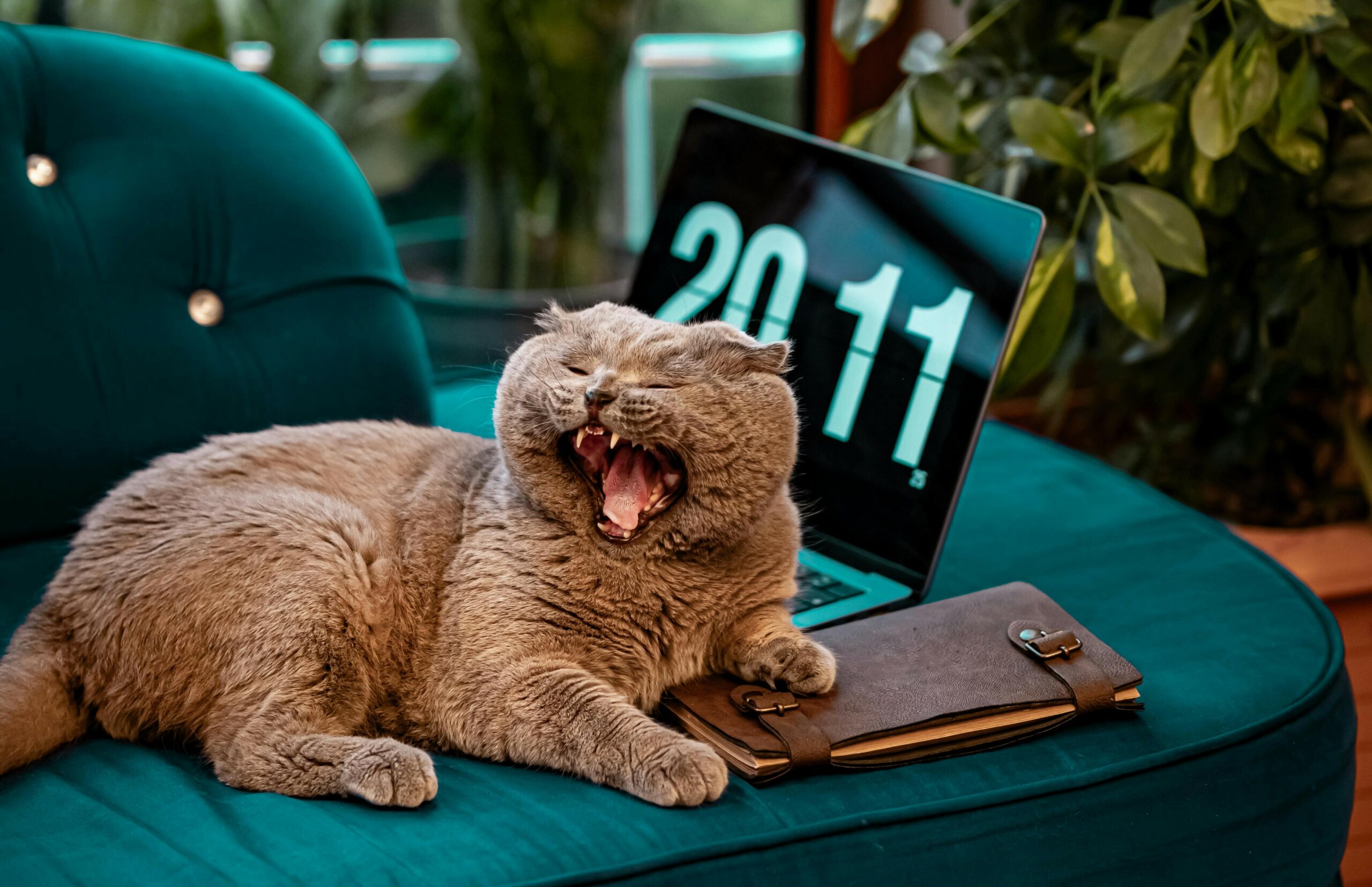 Does Your Cat Love Your Laptop: Grey cat with half its body on a laptop.