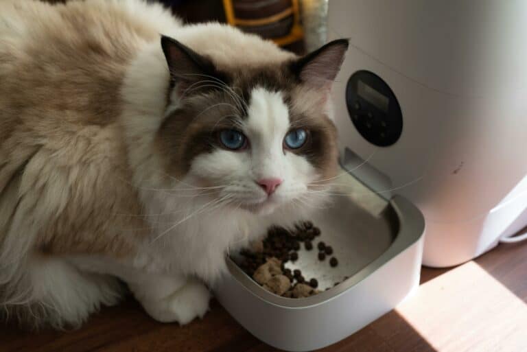 Cat above feeding machine looking at the camera.