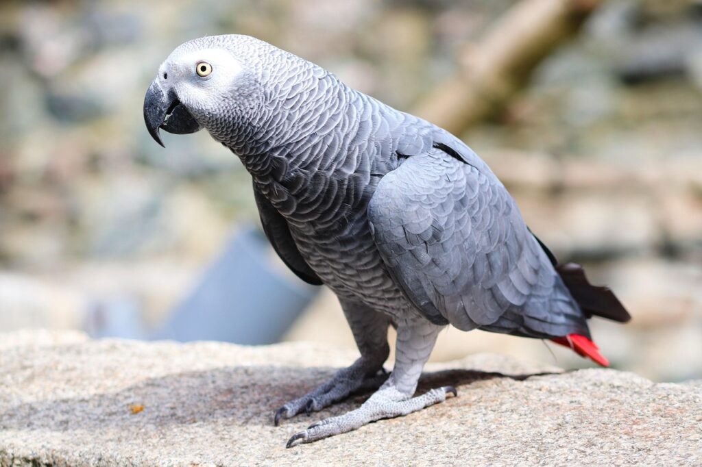 african gray parrot 6683172 1280