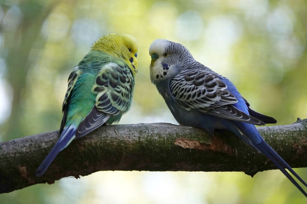 budgie 3986100 1280