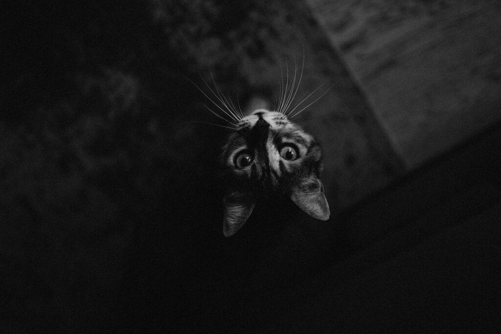 cat 7714616 1280
