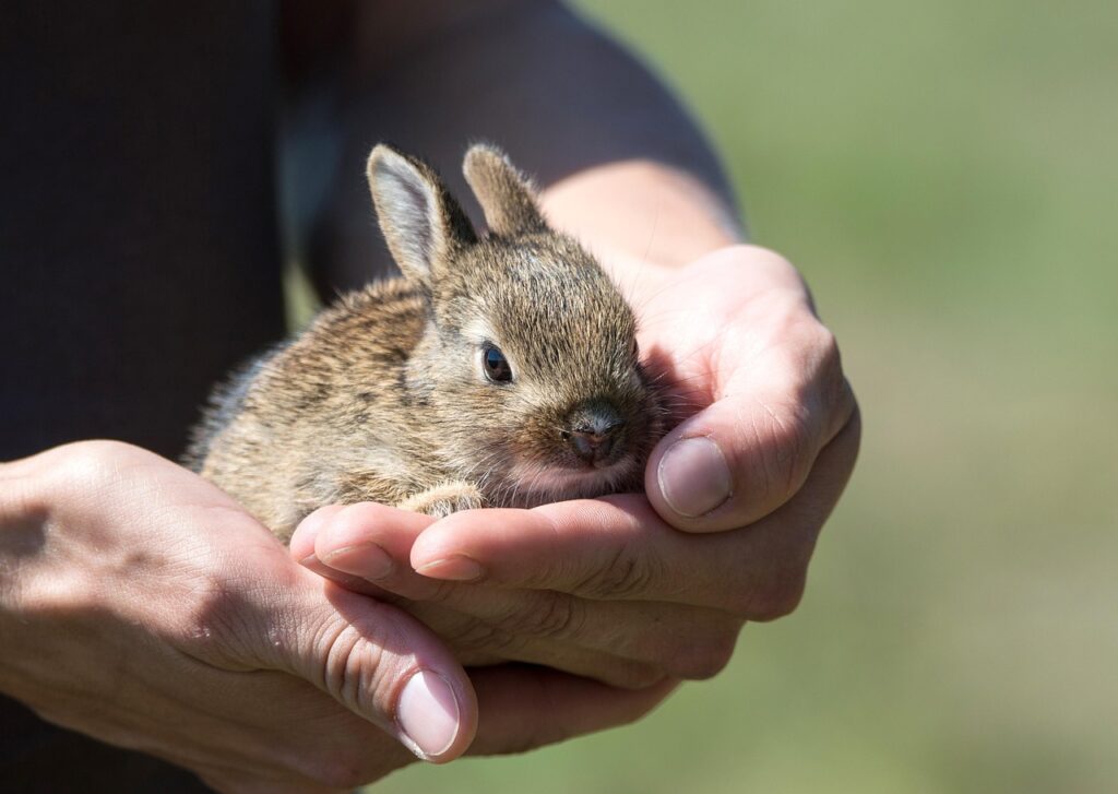 rabbit 913550 1280