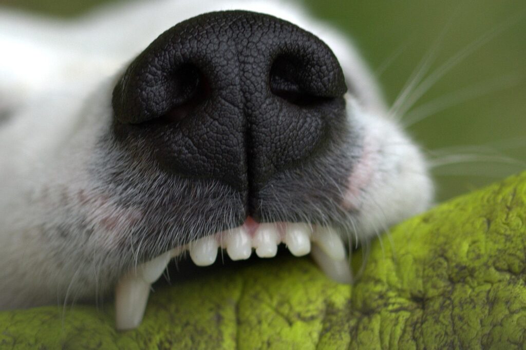 snout 1444697 1280