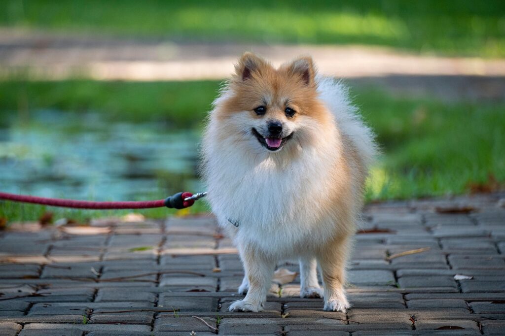 pomeranian 6275532 1280