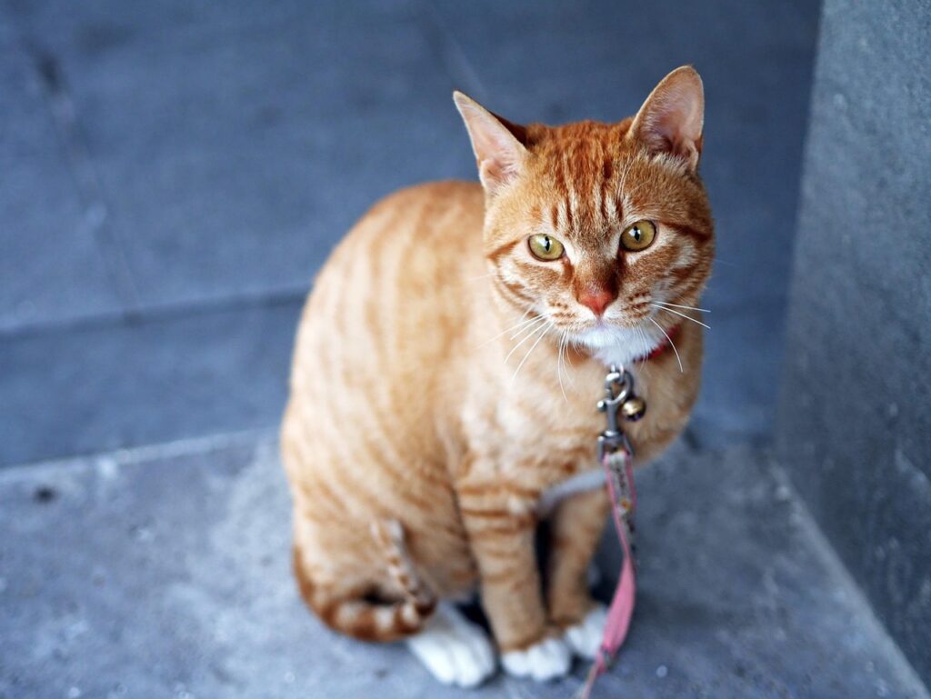 cat 360807 1280