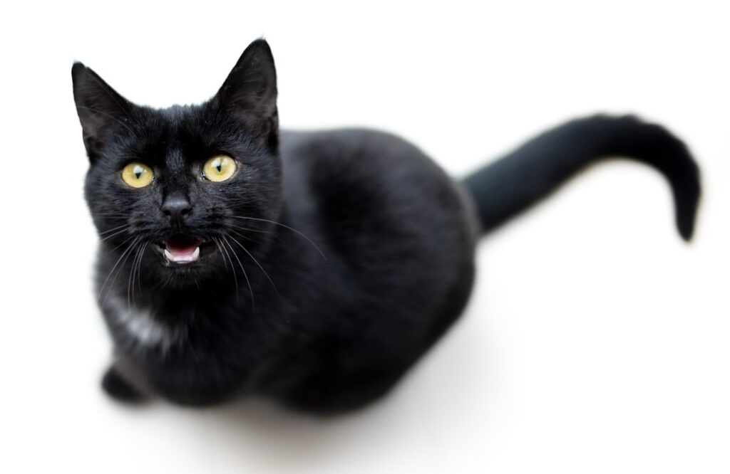 cat 3854114 1280
