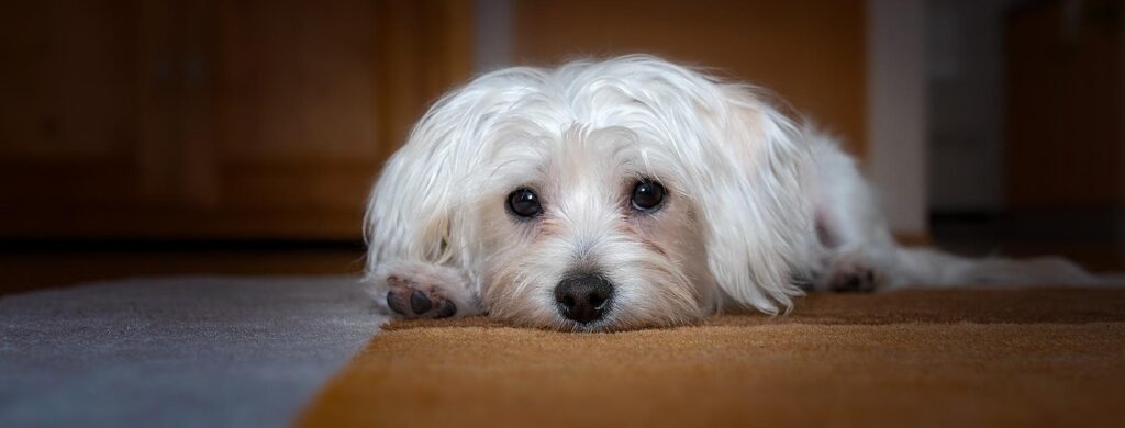 dog 1158957 1280
