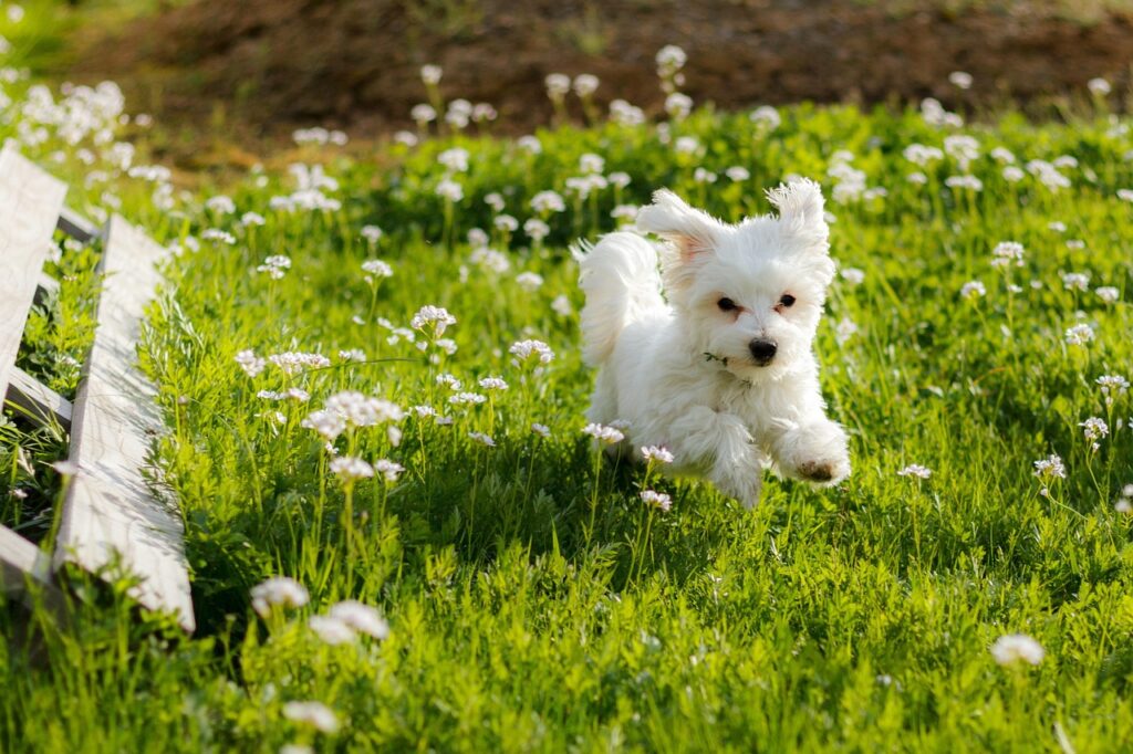 dog 4820566 1280