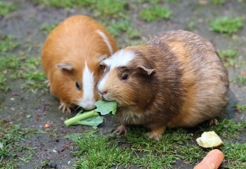 guinea pig 467399 1280