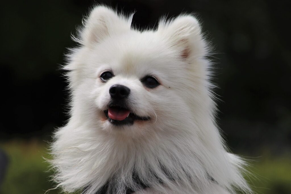 pet 4682374 1280