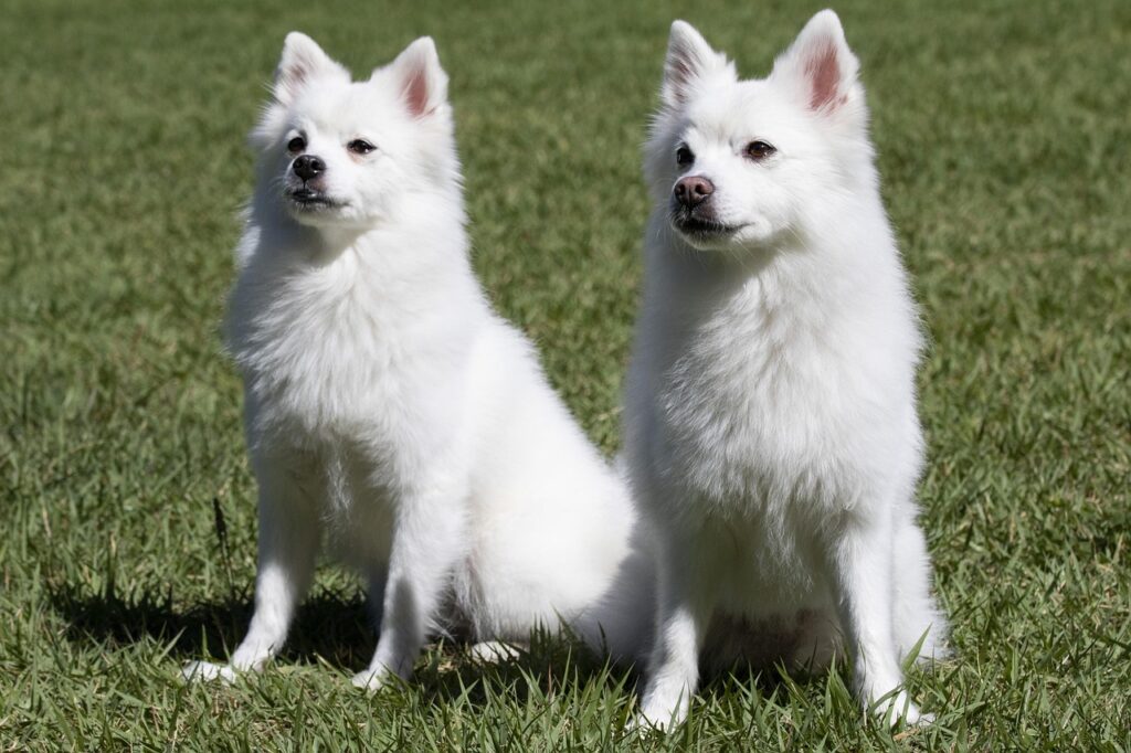spitz 3699477 1280