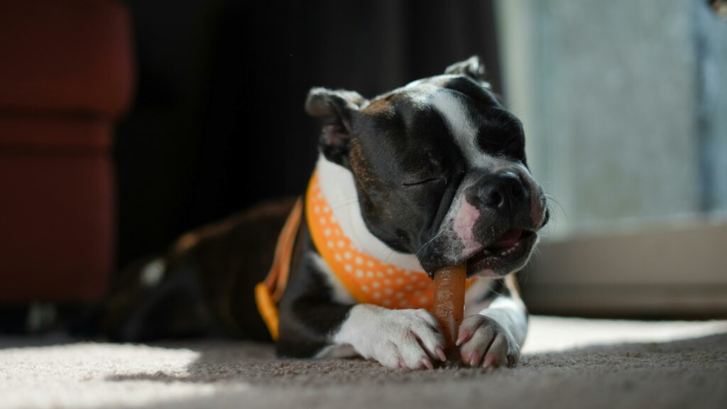 Sweet dog with eyes closed chewing a toy or dental chew.