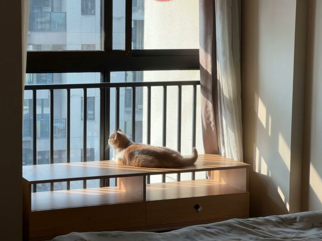 Cat staring out of window.