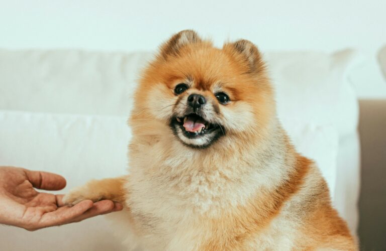 Hand holding the paw of a dog while it smiles at the camera.