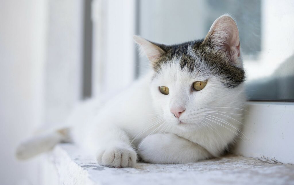 Cat In High Places: Cat relaxing at the window ledge.