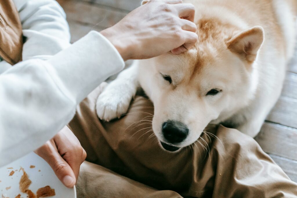 The Science of Animal Therapy: Dog being petted by human.