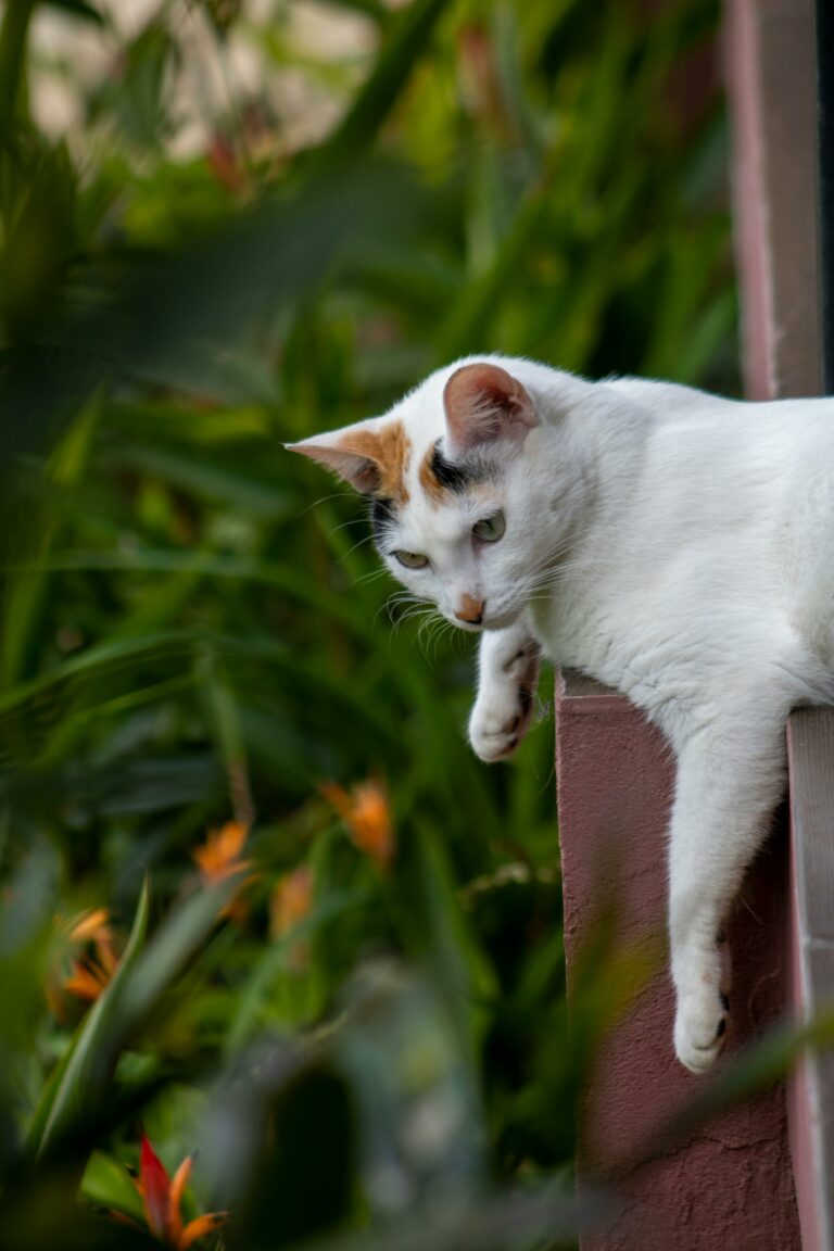 Cat hanging at the ledge of a building.