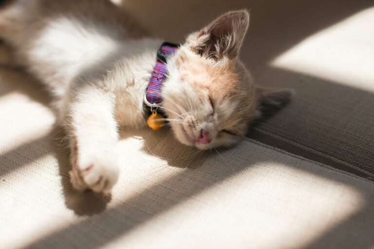 Cat's Sleeping Position: Cat napping on its side under a window in sunlight.
