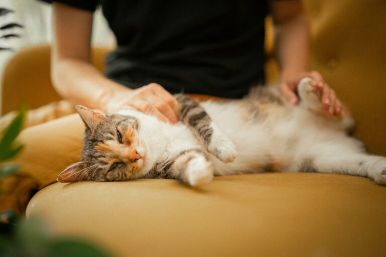 The Science of Animal Therapy: Cat being stroked by human.