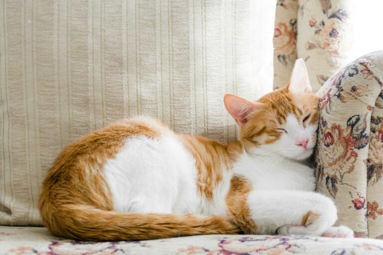 Cat sleeping on a couch.
