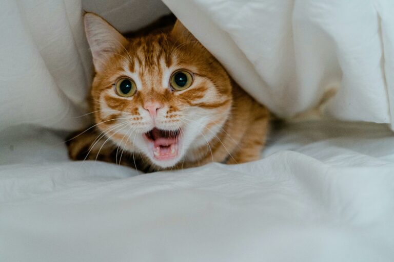 Happy, indoor, meowing orange cat under blanket.