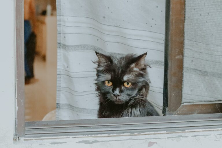 Cat looking out of window.