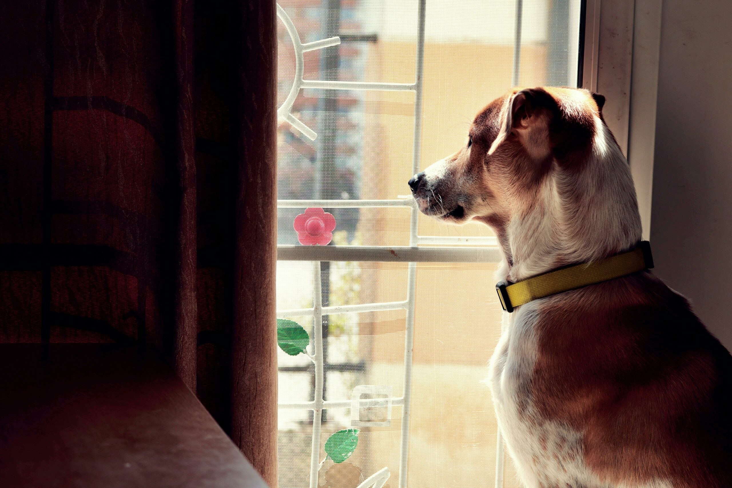 Dog with a sense of time waiting for owner to return.