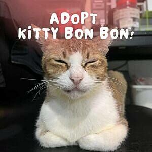 We have exciting news to share! Kitty Bon Bon, affectionately known as KBB, is now up for adoption! This delightful cat from our partner charity, Love Kuching Project, is eagerly looking for her FURever home 🏡. If you’re looking to adopt Kitty Bon Bon, who loves attention, enjoys lazing around, and has a whimsical side (she loves sniffing shoes), then she is THE ONE for you!

🗂️Bon Bon's Information :

Gender: Female
Age: 7 years old
Health: FIV+
Personality: Loves laps and shoes